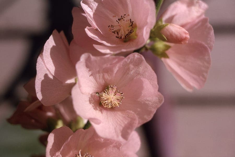 Iliamna rivularis met roze stokroosachtige bloemen langs een beekrand