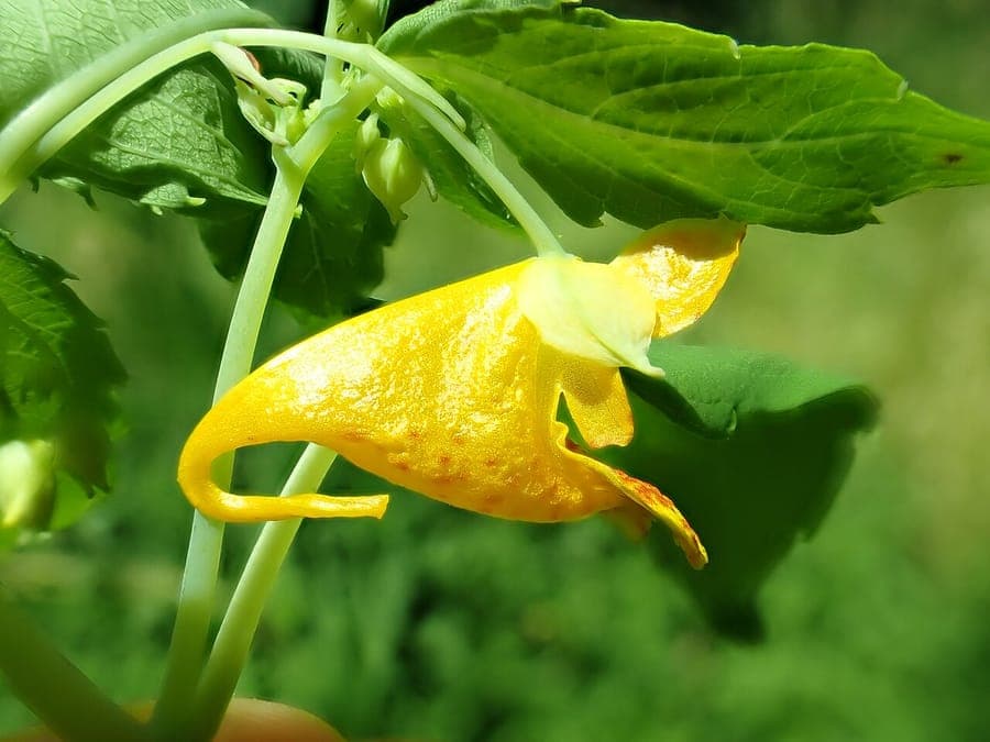 Impatiens aurella gelbe Blueten mit charakteristischer Springkraut-Struktur