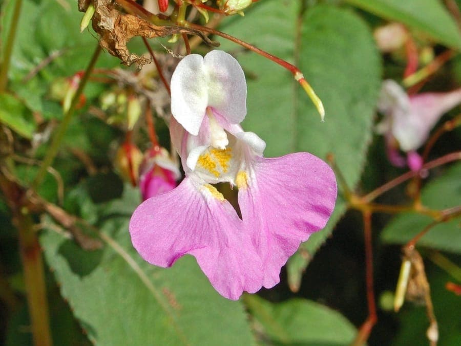 Balfour's impatiens with purple and white flowers