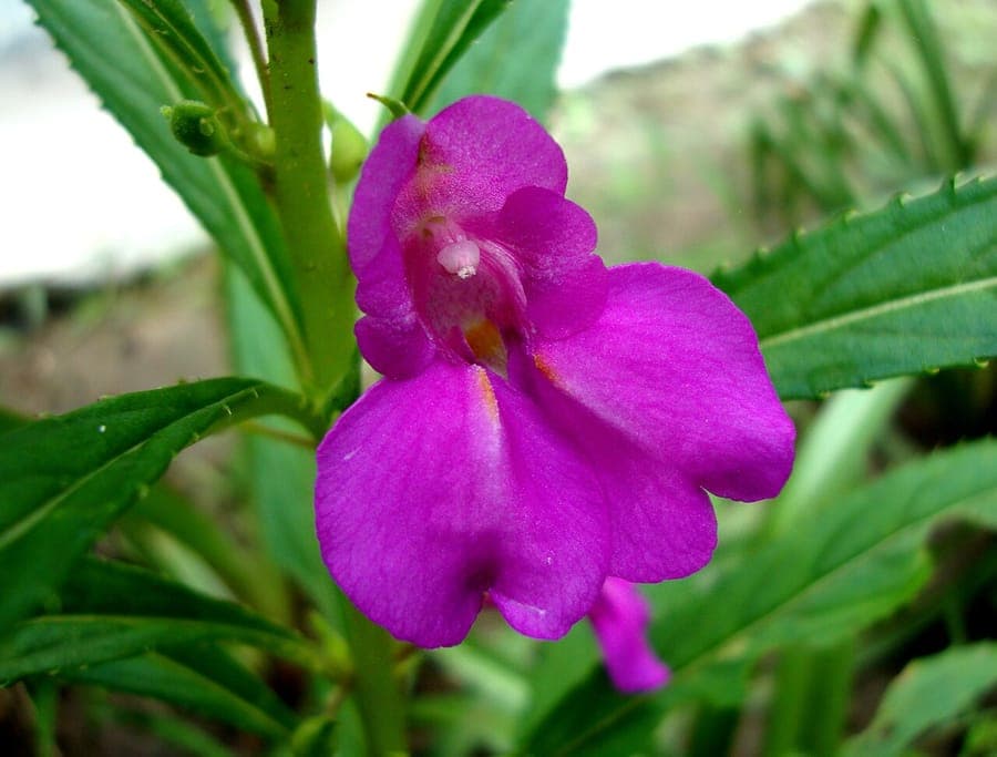 Balsamien met roze en rode bloemen