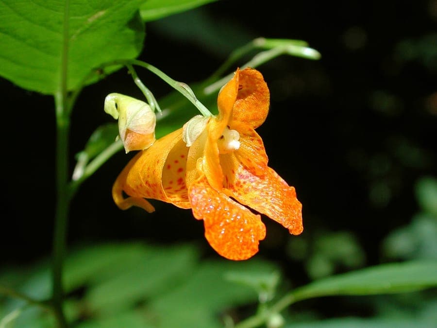 Oranje springzaad met felle oranje bloemen