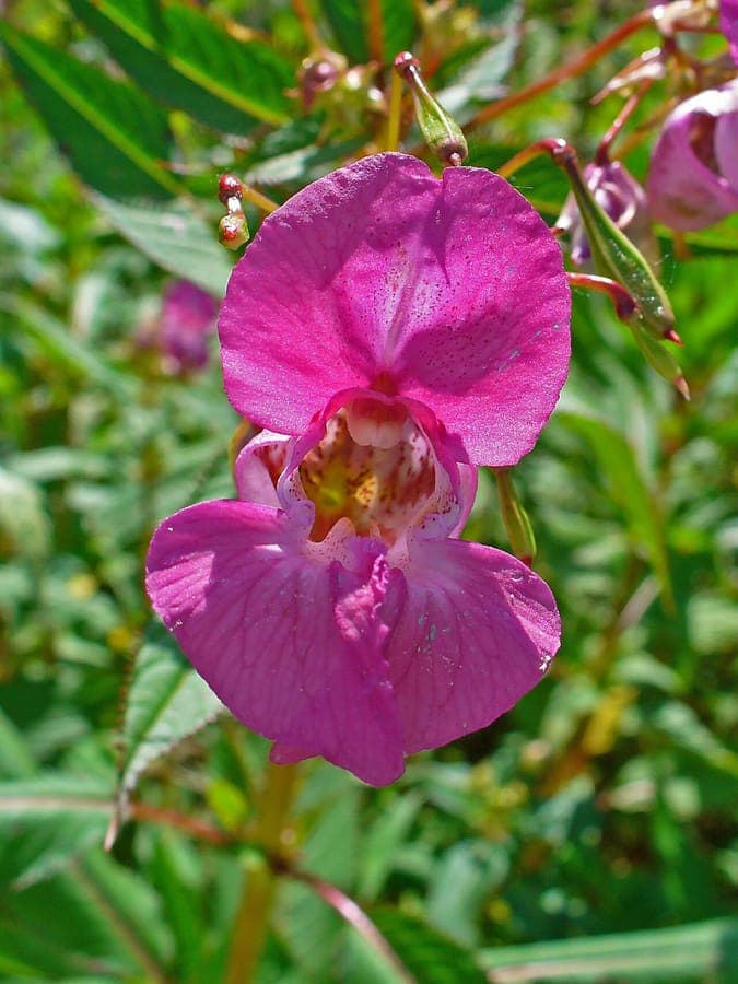 Indisches Springkraut mit violetten Blüten und grünem Laub