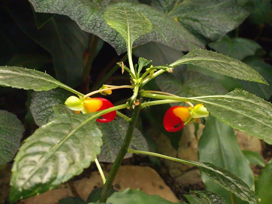 Rot und gelbe vogelähnliche Blüten von Impatiens niamniamensis