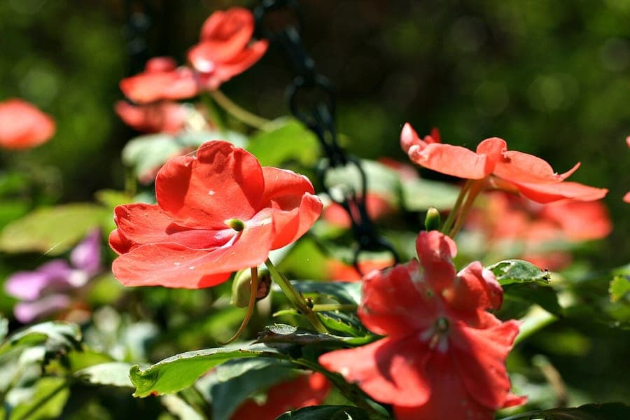 Busy lizzy with vibrant red and pink flowers in full bloom