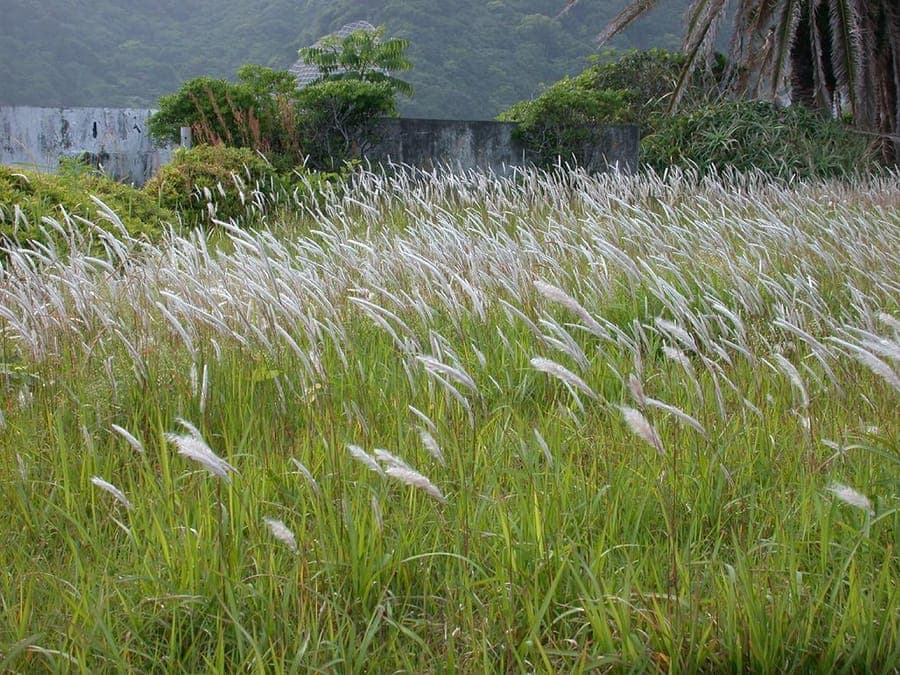 Red and silvery plumes of Imperata cylindrica