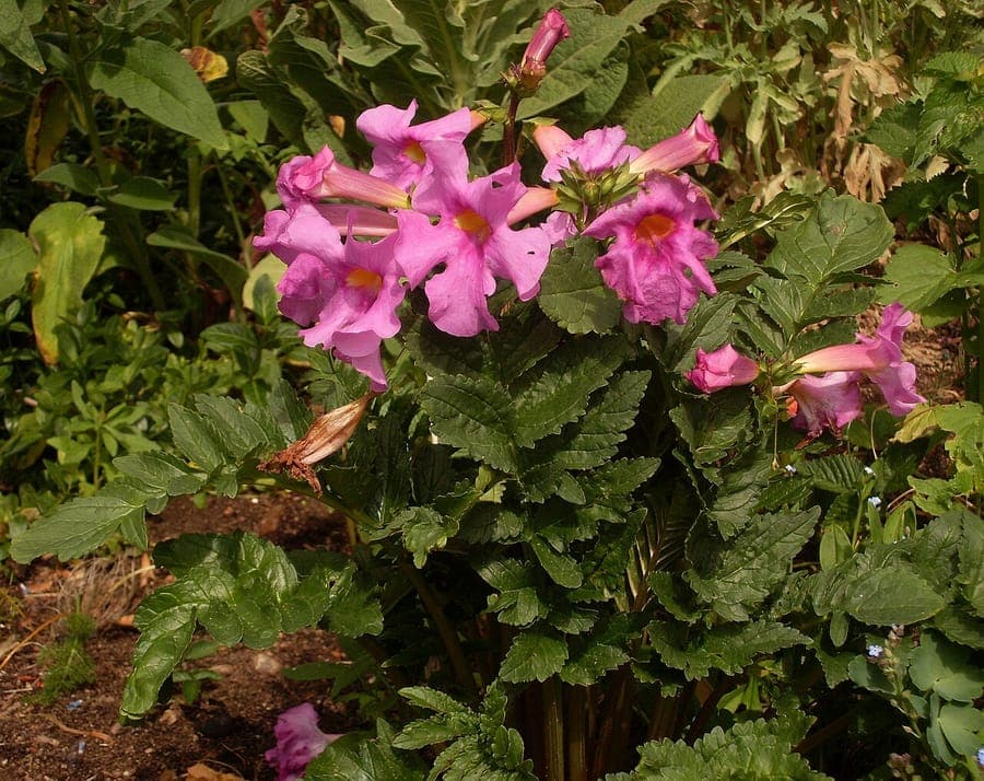 Incarvillea delavayi with pink and red trumpet-shaped flowers