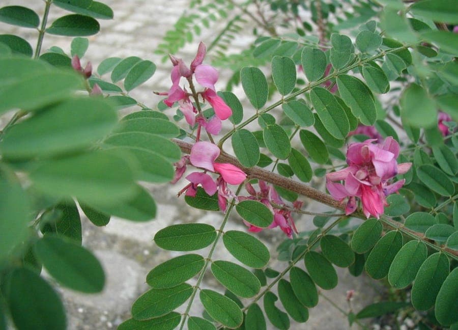 Himalayan indigo with striking pink-purple flowers in full bloom