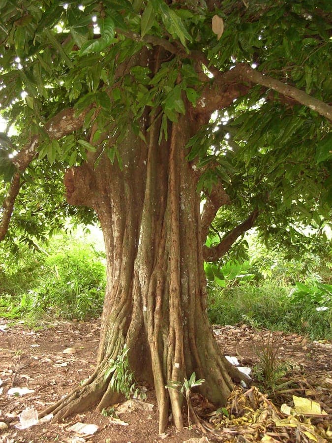Tahitian chestnut tree with elegant compound leaves and brown nuts