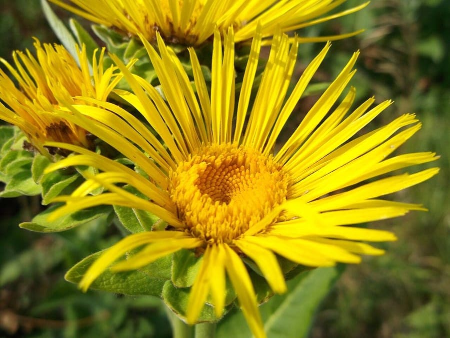 Golden yellow flowers of elecampane in full bloom