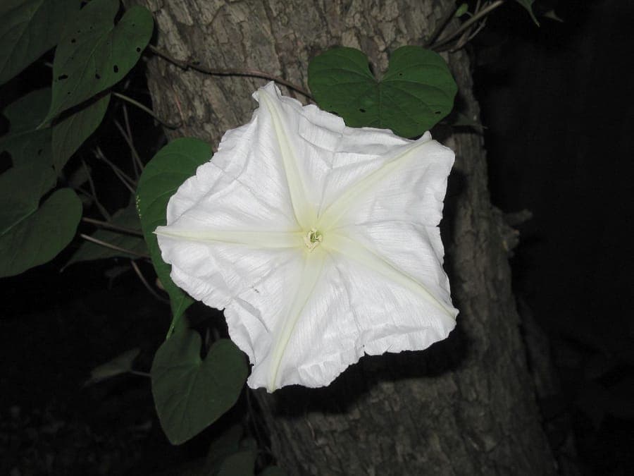 Ipomoea alba moonflower with large white flowers that open at night