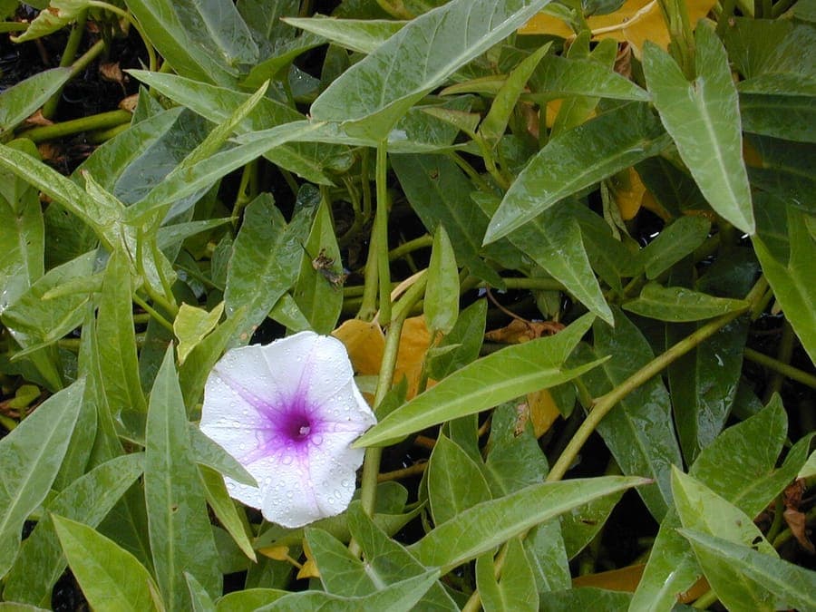 Chinese water-spinach plant met lancetvormige bladeren en witte bloemen