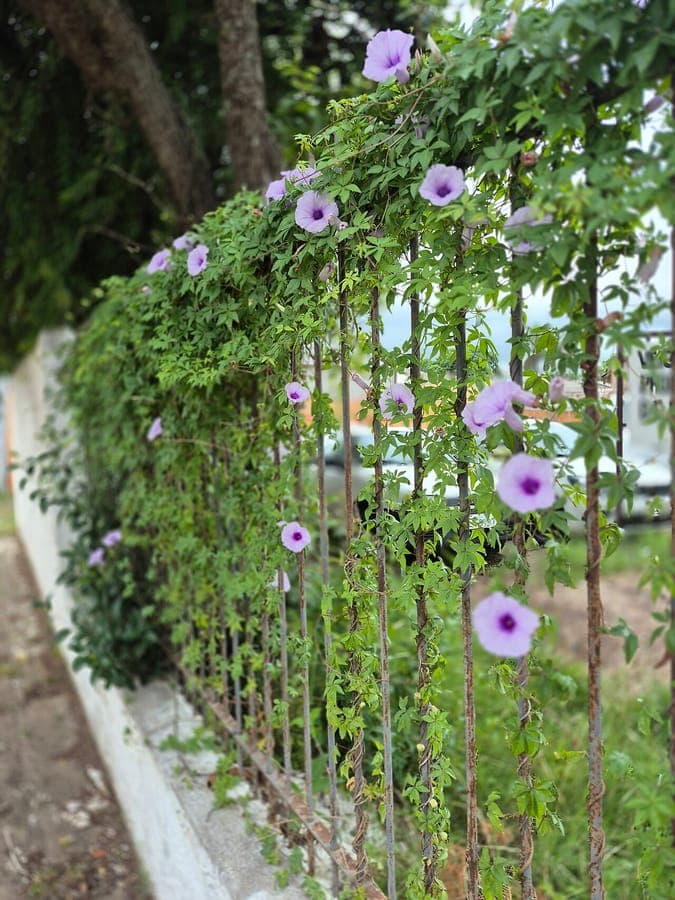 Railroad creeper with deeply lobed leaves and purple flowers