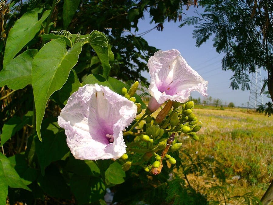 Ipomoea carnea with vibrant pink trumpet blooms in sunshine