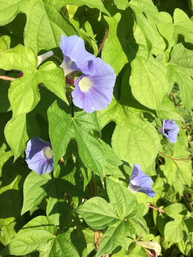 Ipomoea hederacea Efeu-Prunkwinde mit blauvioletten Trichterblueten an Kletterstengeln
