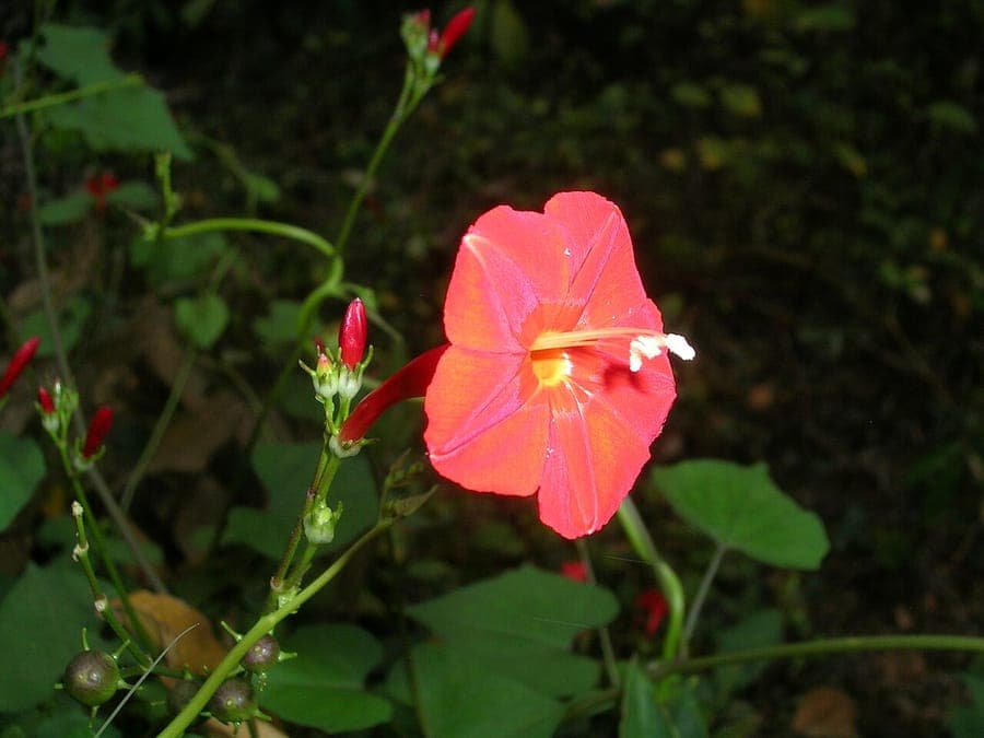 Ipomoea hederifolia with red flowers and ivy-like leaves