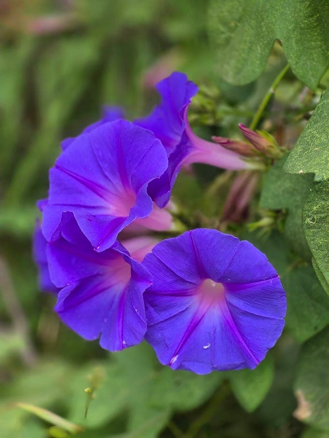 Fleur de gloire du matin bleue avec pétales bleu ciel