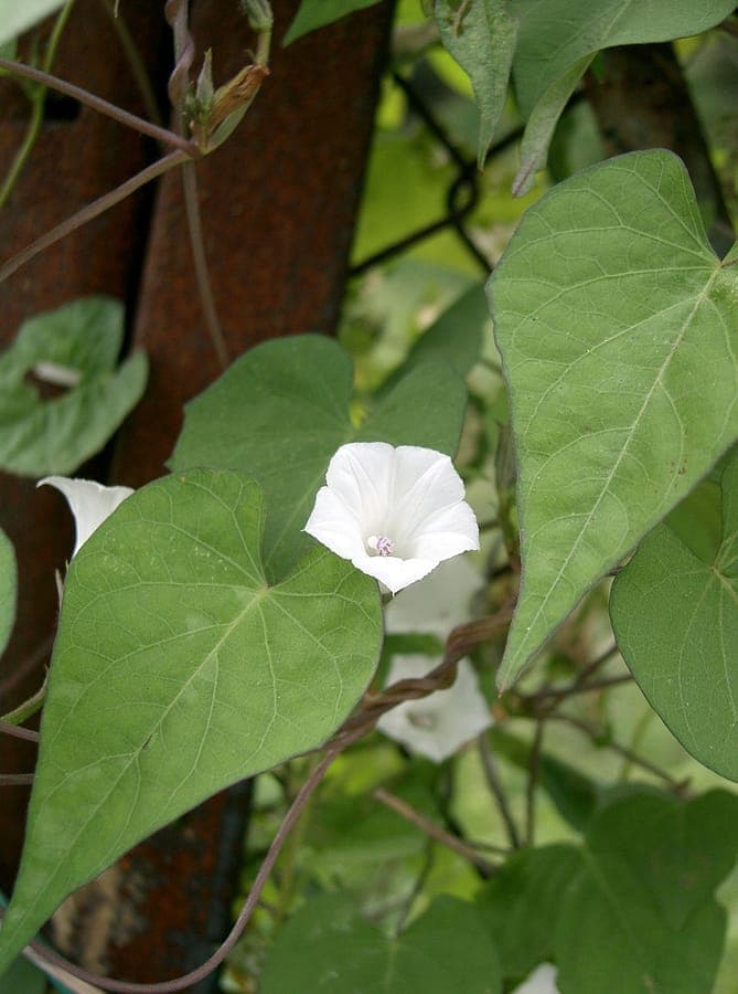 White Morning-Glory flowers in morning light