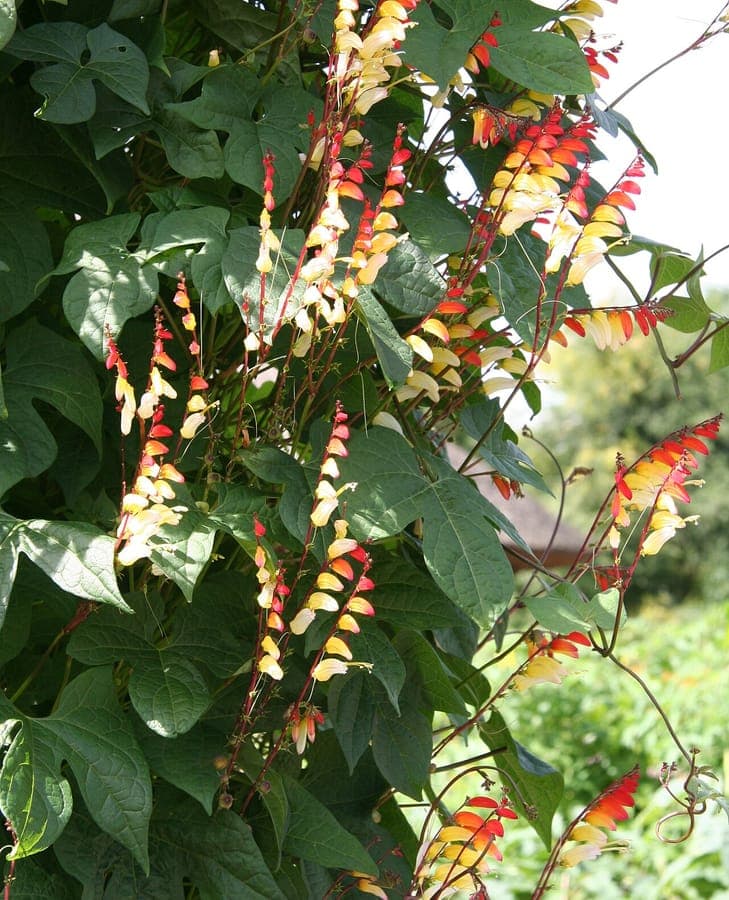 Grappes pendantes de fleurs de drapeau espagnol passant du rouge a l'orange a l'orange