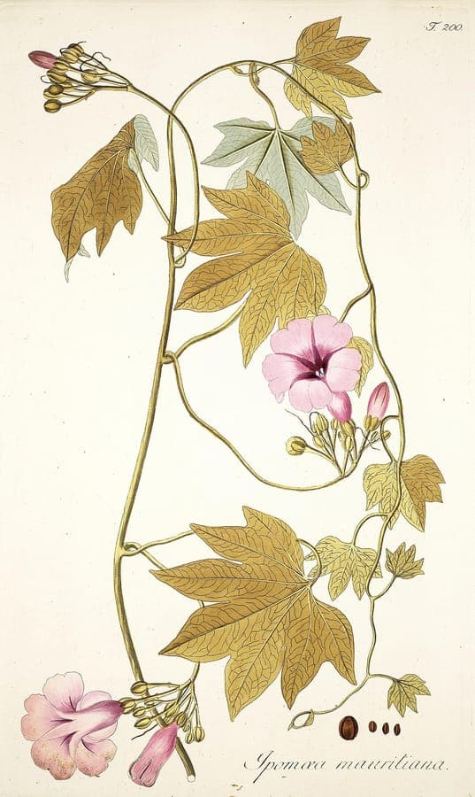Ipomoea mauritiana met grote roze trompetbloemen aan een klimstengel in tropische omgeving