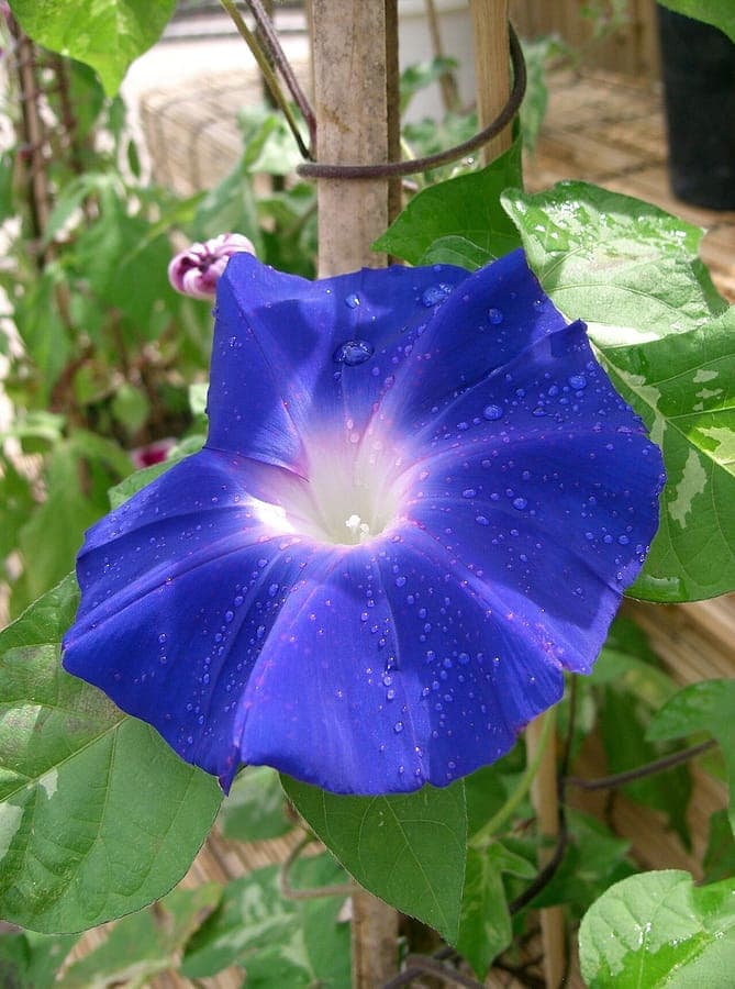 Purple morning-glory flowers opening in early morning light