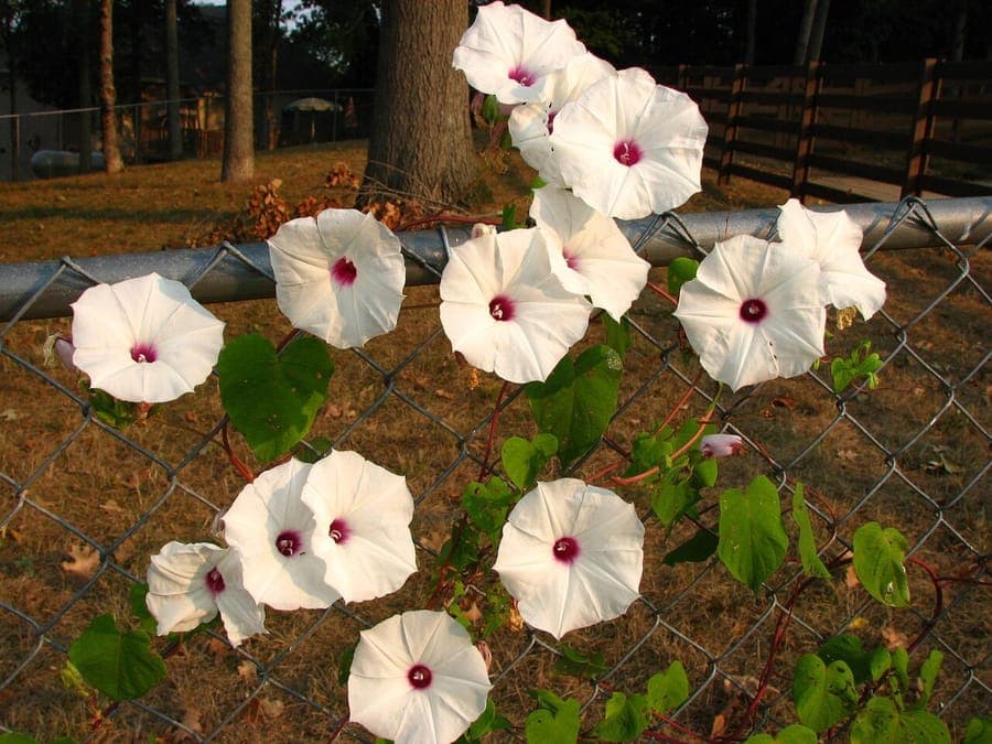 Weisse Bluten der Ipomoea pandurata zwischen grunem Laub