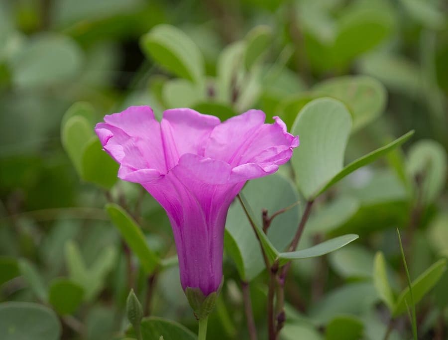 Railroadvine with deeply lobed leaves and purple flowers on sandy soil