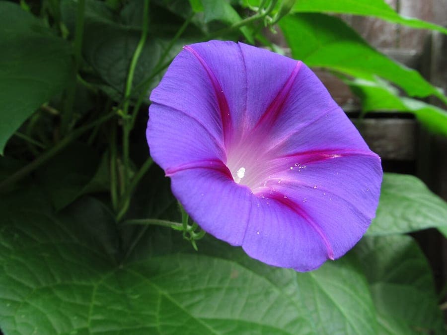 Purpur-blaue Trompetenblüten der Prunkwinde