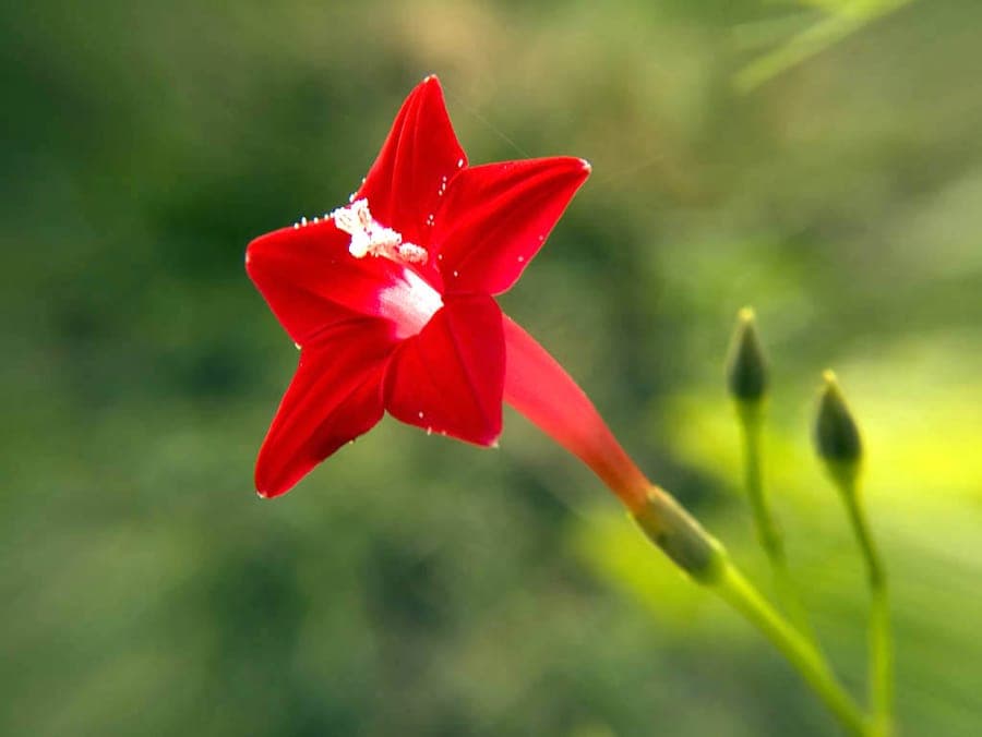 Cypresvijn (Ipomoea quamoclit) bloem met fijngelede bladeren