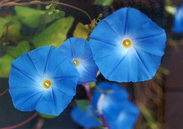 Fleur de volubilis bleu ciel entiérement ouverte montrant des petales bleu ciel