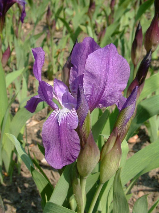 Stool iris with purple flowers on leafless stem in full bloom