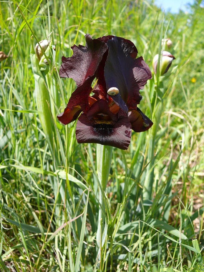 Deep purple flowers of Iris atropurpurea in full bloom