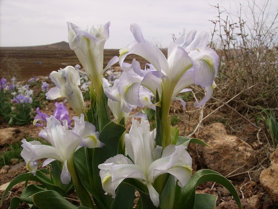 Iris aucheri avec des fleurs jaune pale et des feuilles etroites