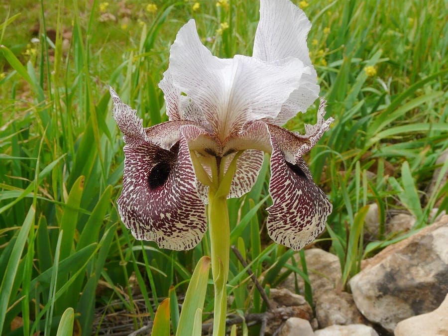 Nazareth iris displaying refined blue and yellow flowers