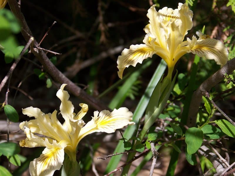 Iris bracteata with yellow flowers in its native Oregon mountain habitat