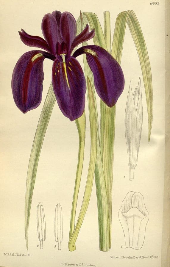 Iris chrysographes with dark purple flowers