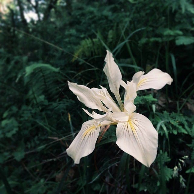 Gele iris bloemen van Iris chrysophylla in licht