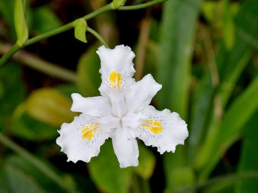 Witte bloemen van Iris confusa bamboeorchidee