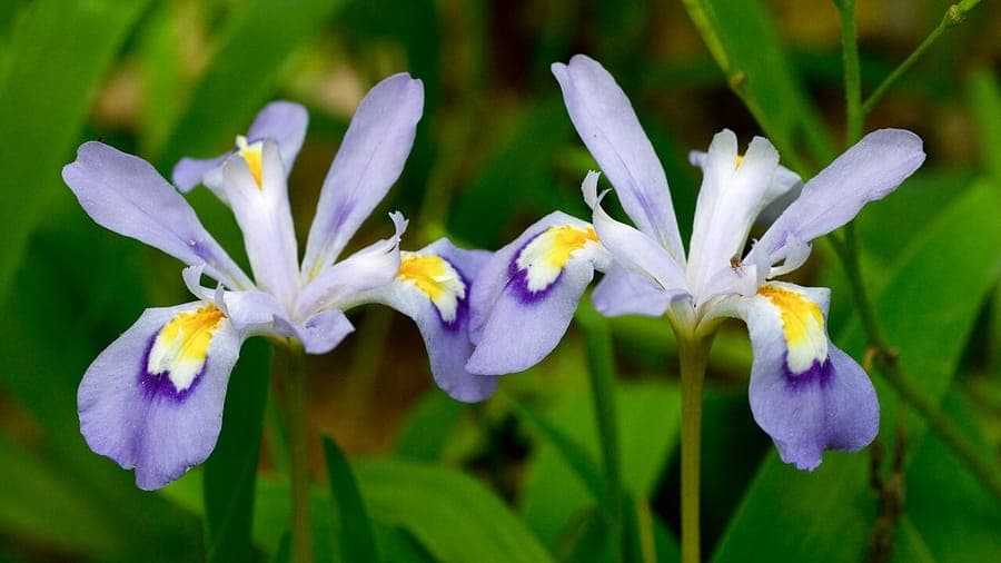 Crested iris with delicate blue-purple flowers on short stems