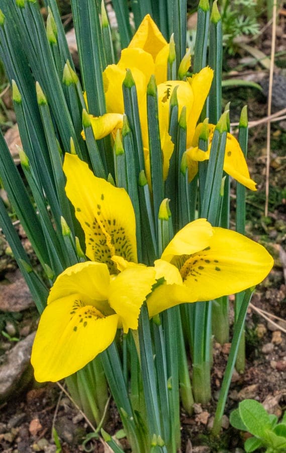 Danford-iris met heldere gele bloemen in het voorjaar