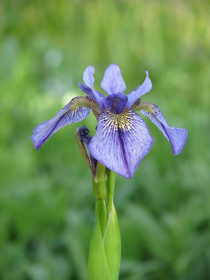 Fleur d'iris delavayi avec des marquages bleu-pourpre et jaune