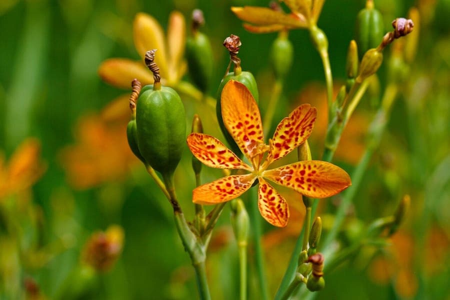Iris domestica Leopardenblume mit gefleckten orange-roten Blüten und schwarzen Samen