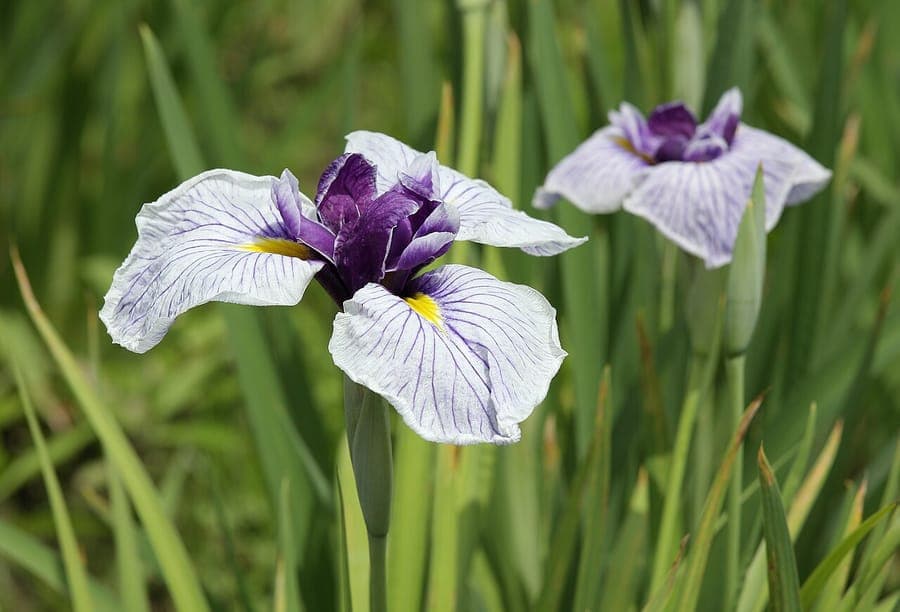 Japanese iris (Iris ensata) flower with purple tones and graceful petals