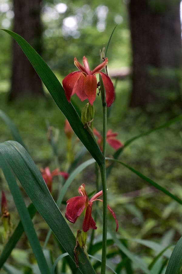 Copper iris flower in bloom