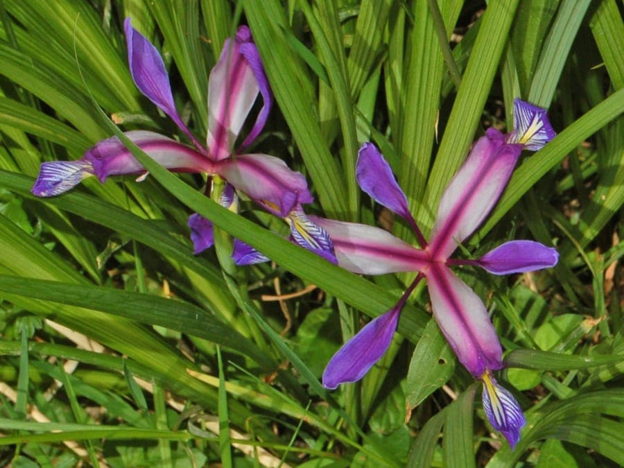 Graslis met blauwe en gele geurende bloemen in volle bloei