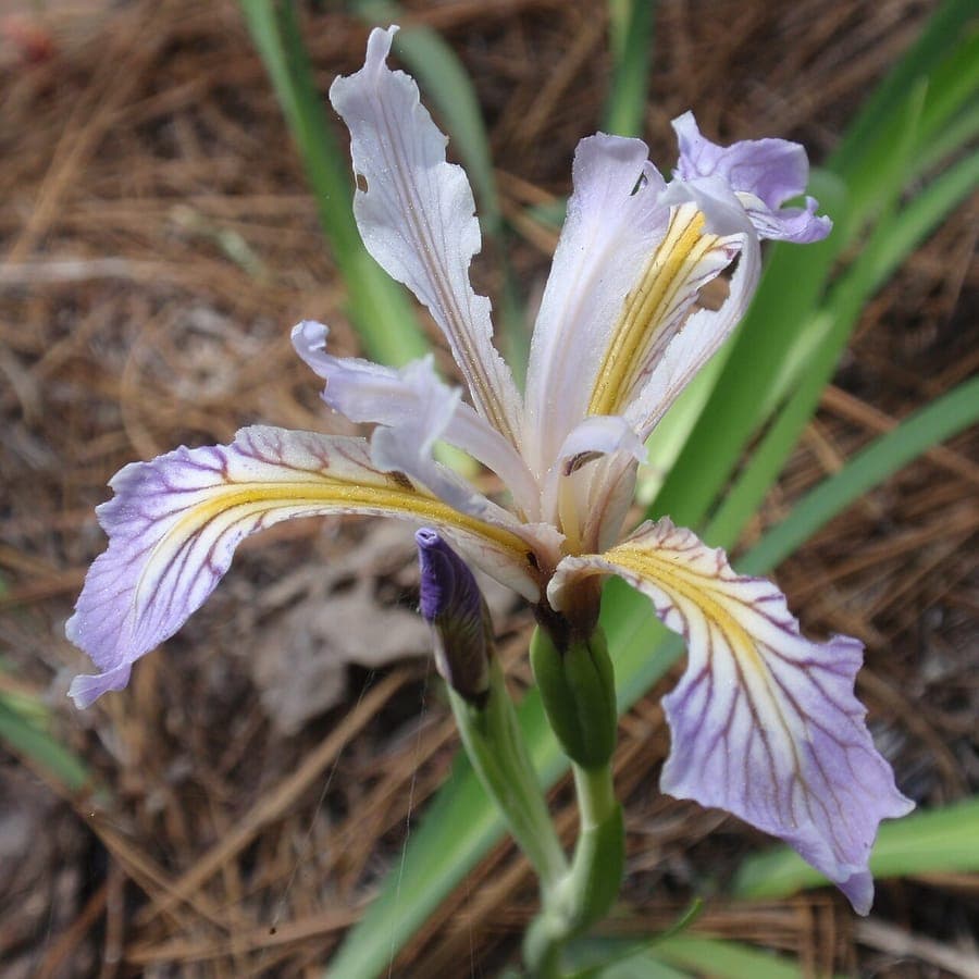 Paarse en blauwe iris bloem van Iris hartwegii in bergomgeving