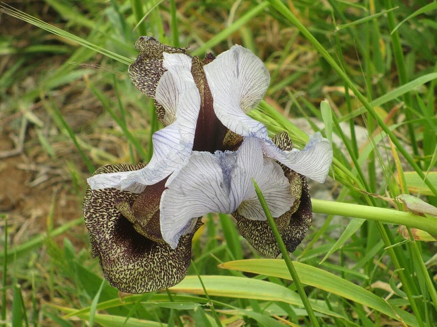 Iris du Golan affichant des fleurs pourpre et jaune elegantes