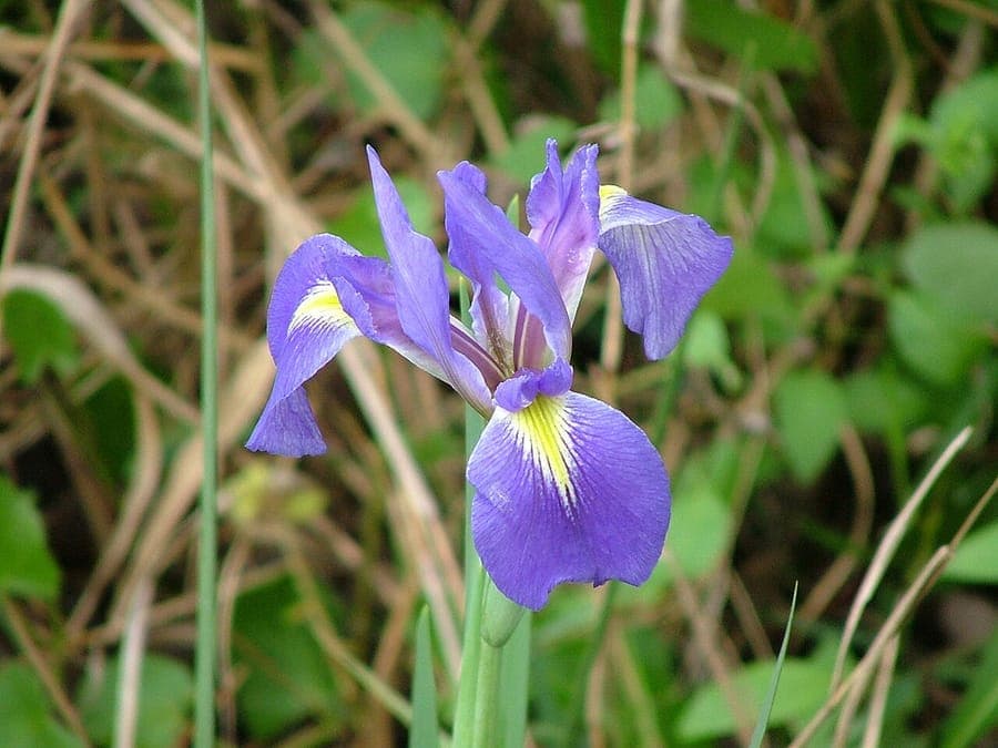 Carolina Iris plant with elegant blue iris flowers in spring