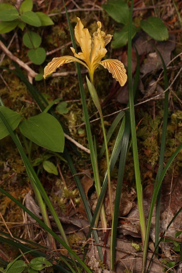 Iris innominata en fleur avec des fleurs jaunes a violettes dans un jardin boise ombrage