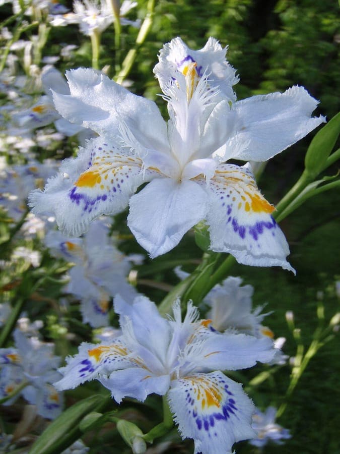 Fleurs élégantes de l'iris du Japon avec pétales frangés