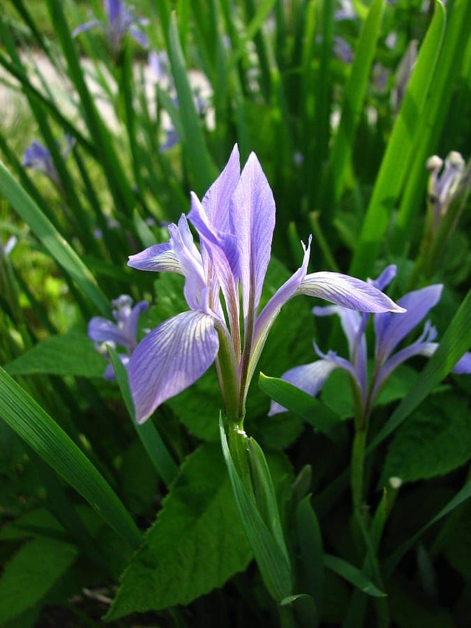 Weiße Blüten der chinesischen Iris in voller Blüte